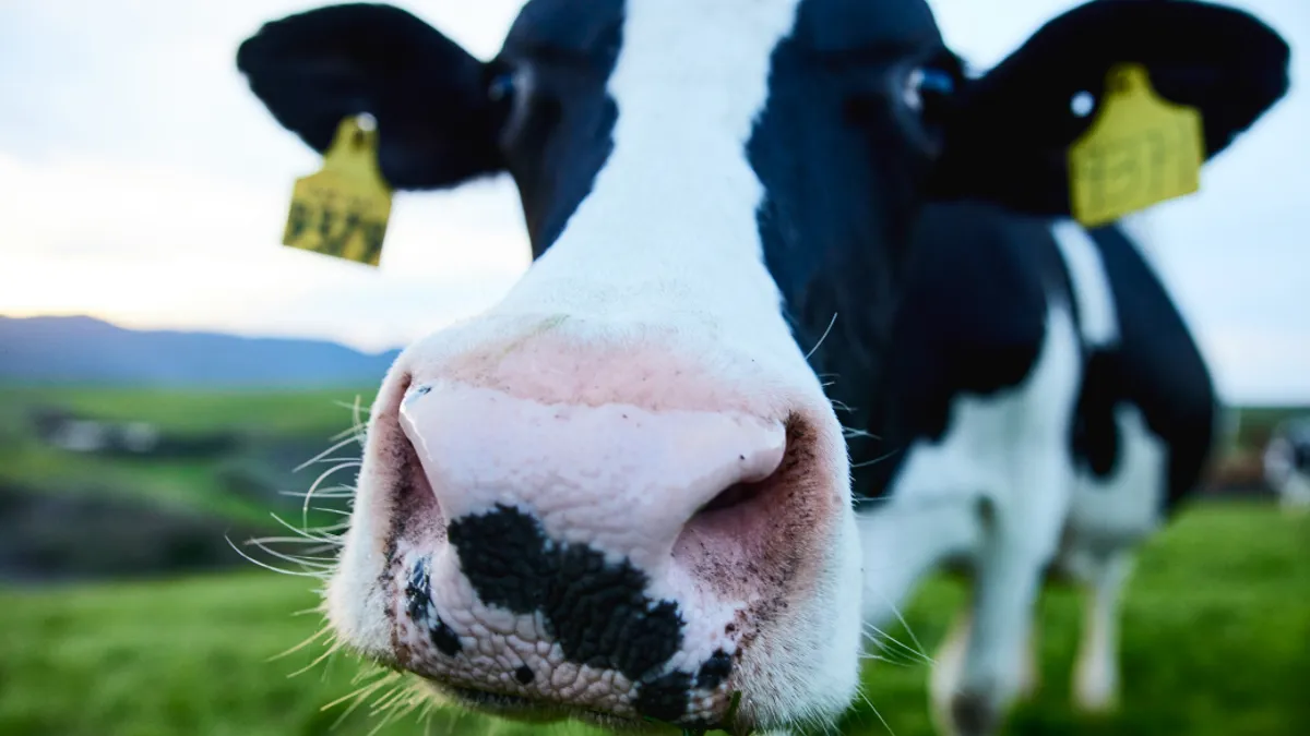 A Point Reyes cow getting curious.