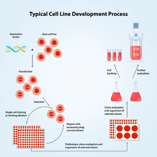 Typical Cell Line Development Process