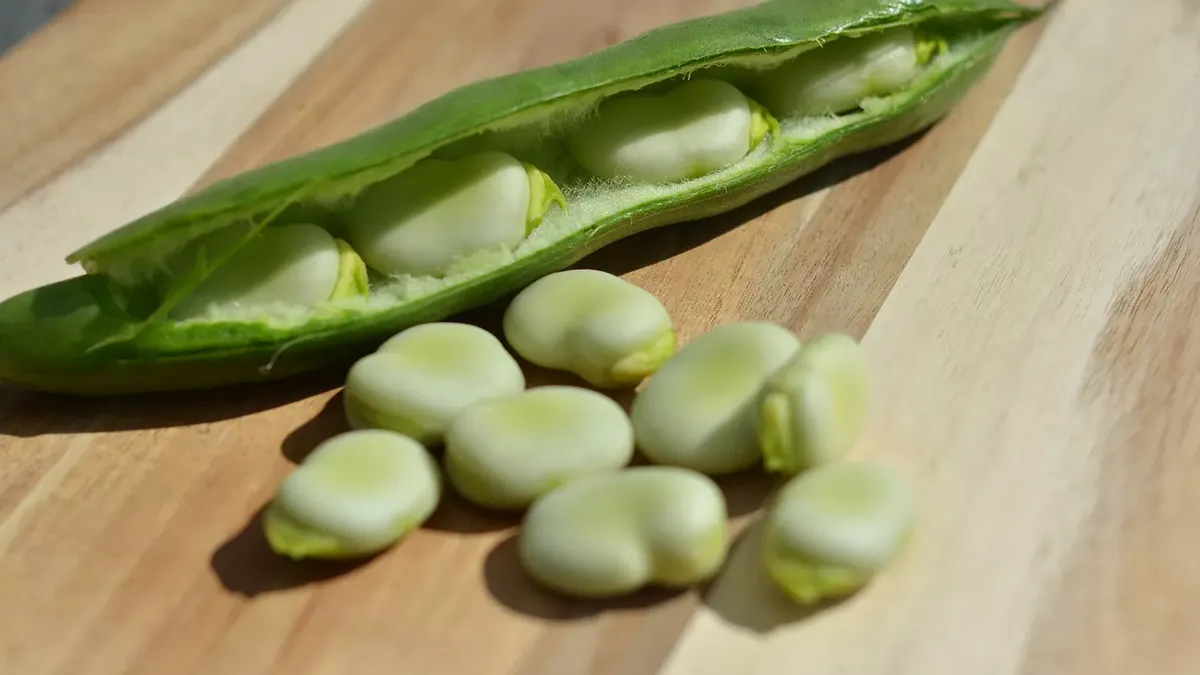 fava beans