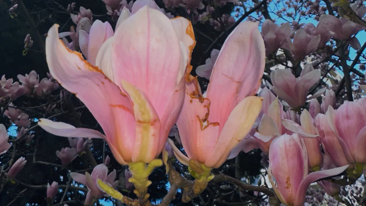 A close-up image of magnolias blooming in downtown Washington, D.C.