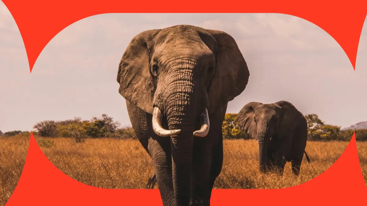 Elephants in Africa