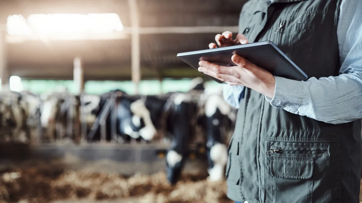 A woman uses a digital tablet while working at a cow farm