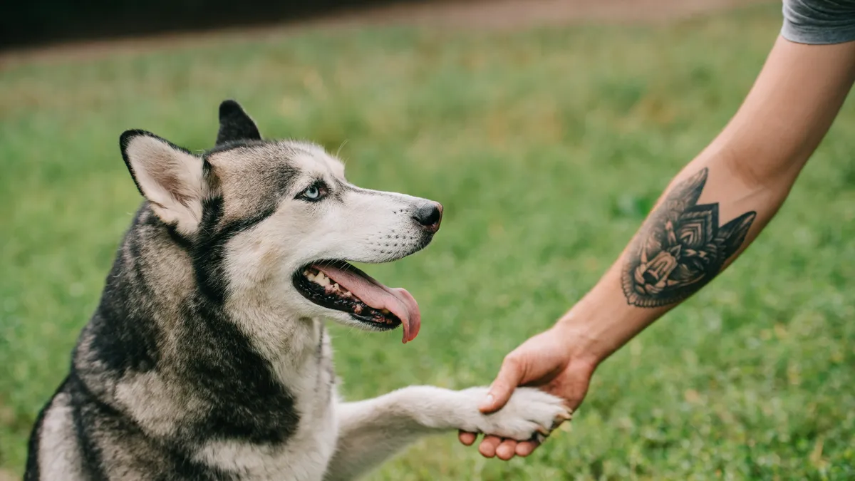 A husky holding the hand of its owner who has a tattoo of the dog.