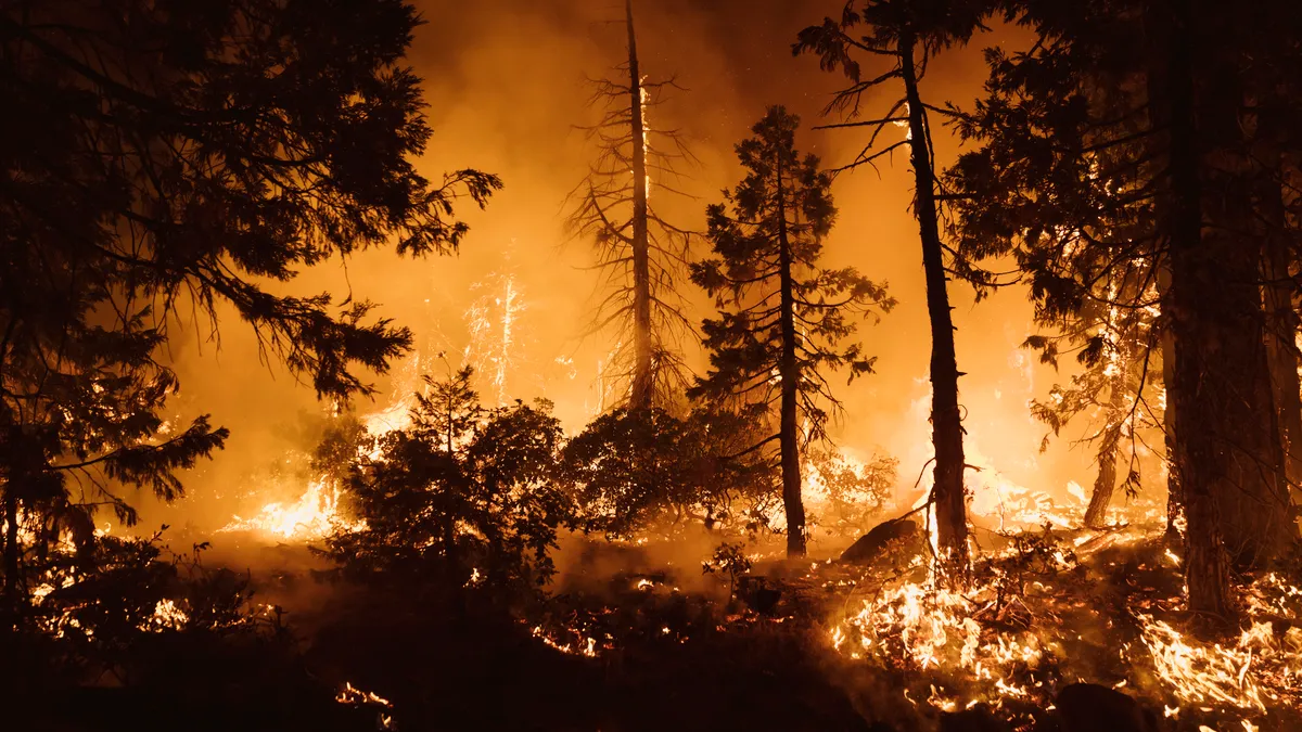 Trees burn in a wildfire.