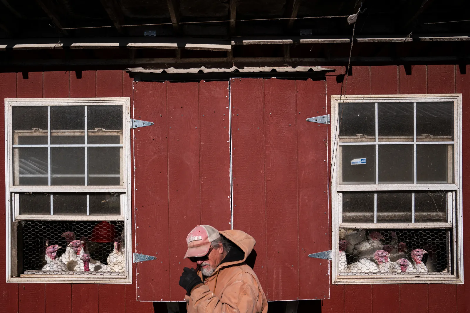 A person stands in the middle of two windows of a turkey coop.