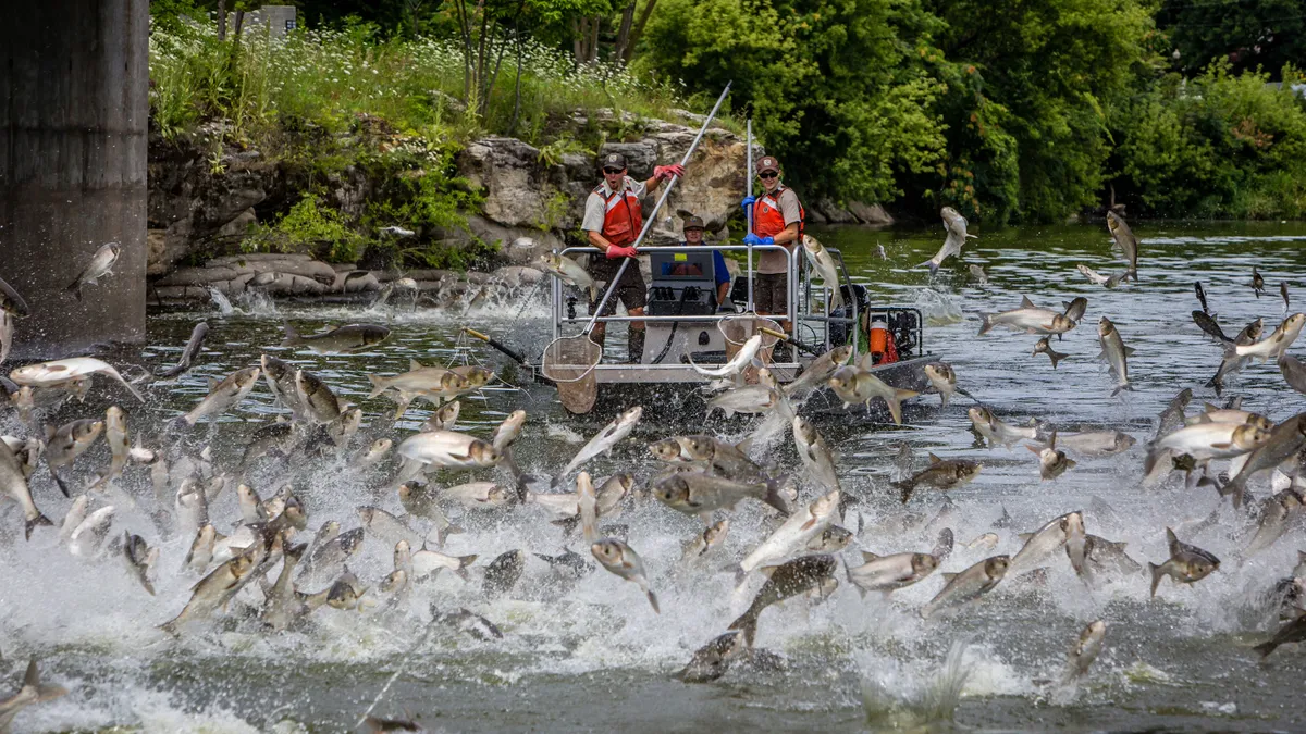 Copi, an invasive species of fish, formerly known as Asian carp, jump out of Illinois waters as authorities attempt to prevent the school from reaching the Great Lakes.